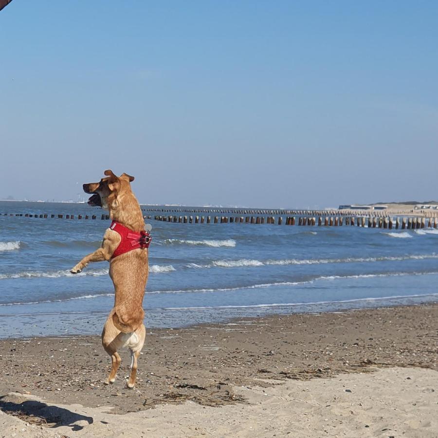 Bonnies Beach & Spa Duinnest Cadzand Buitenkant foto